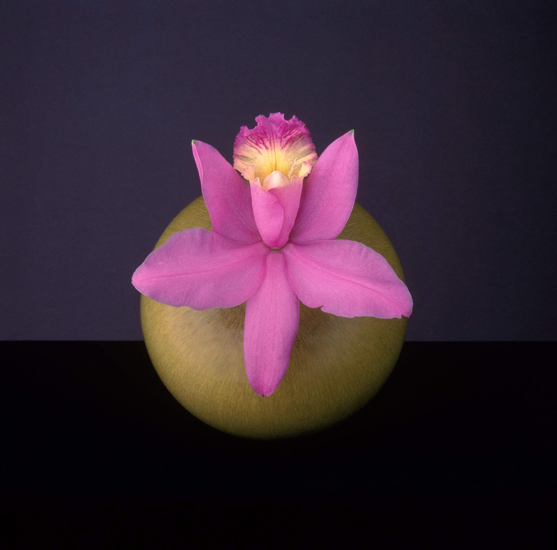 Robert Mapplethorpe, Orchid (1987) &copy; Robert Mapplethorpe Foundation. Used by permission