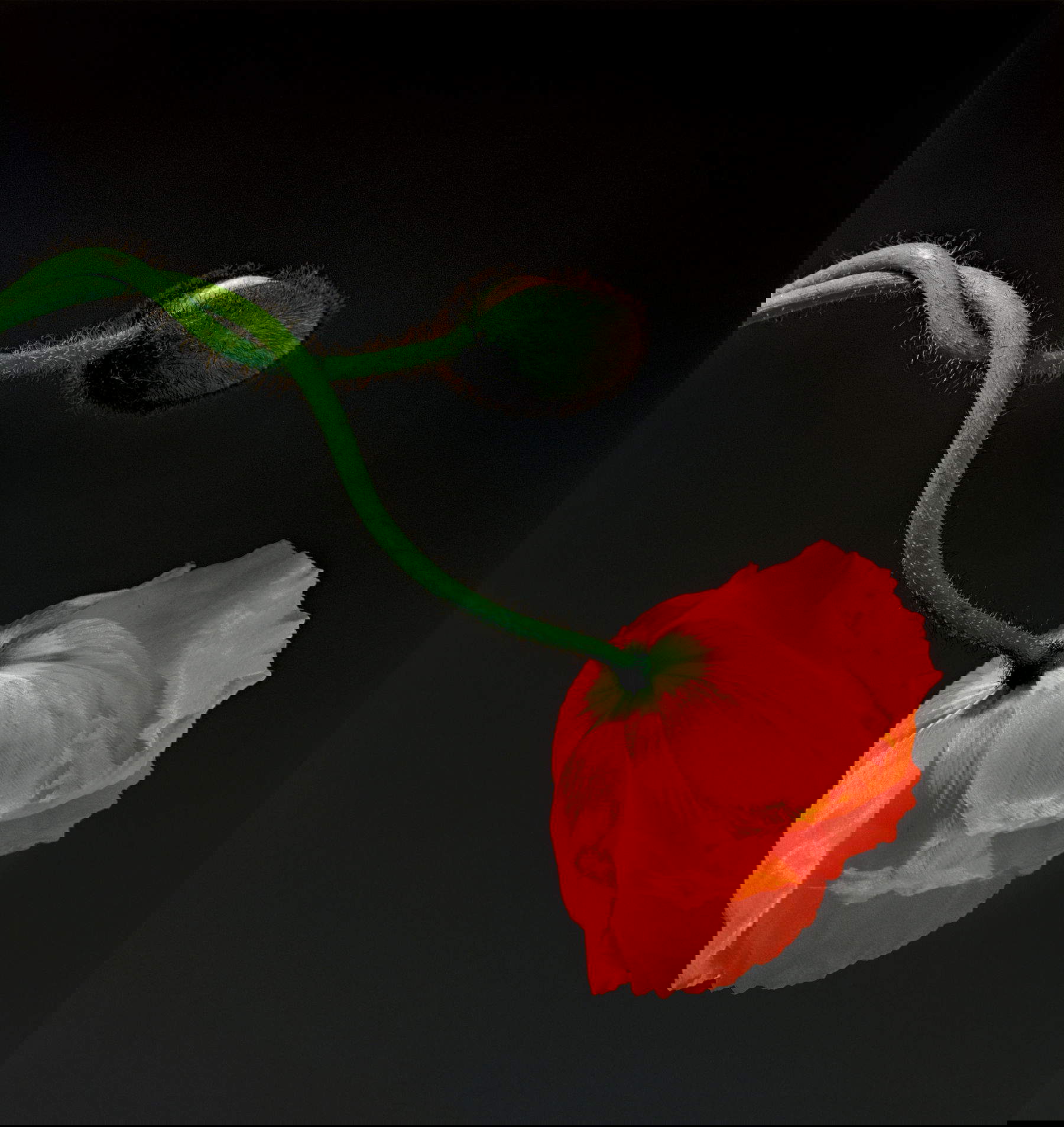 Robert Mapplethorpe, Mohnblume (1988) &copy; Robert Mapplethorpe Foundation. Verwendung mit Genehmigung