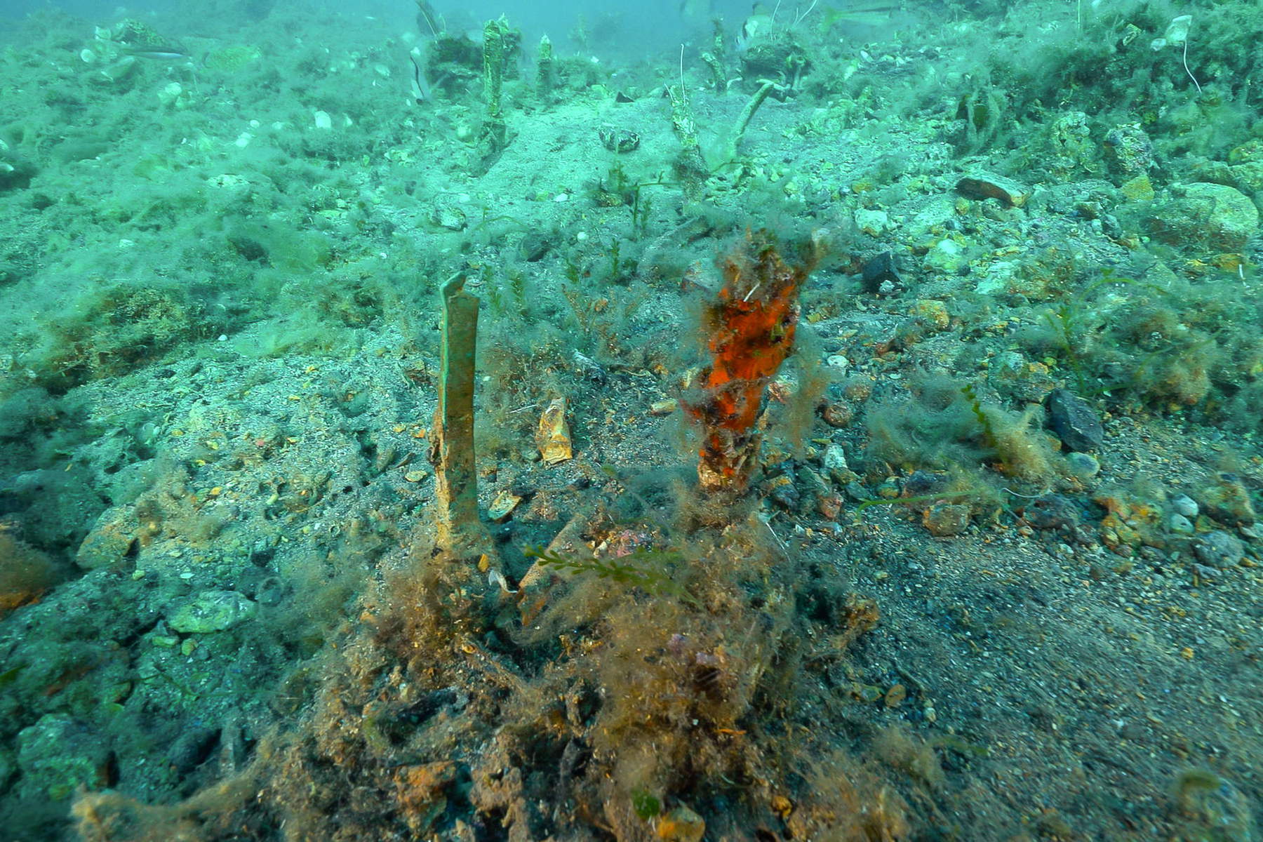 Les découvertes faites dans les fonds marins de l'île d'Elbe. Photo : Soprintendenza ABAP de Pise et Livourne