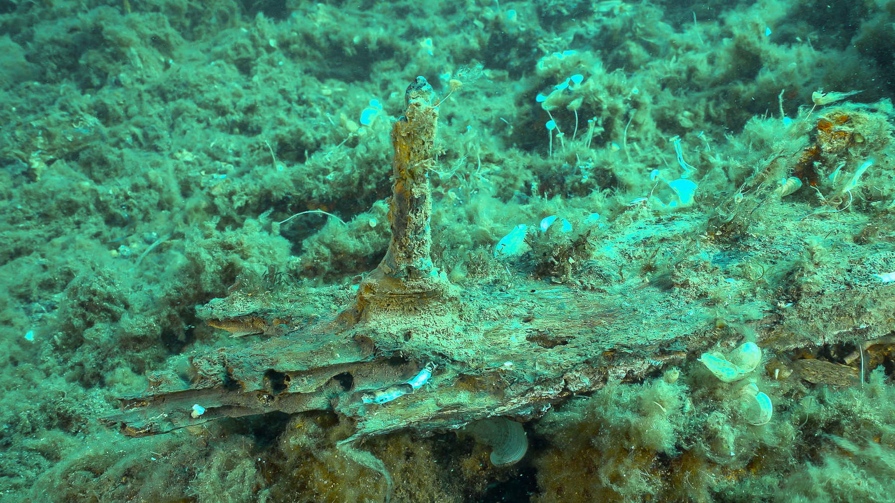 Les découvertes faites dans les fonds marins de l'île d'Elbe. Photo : Soprintendenza ABAP de Pise et Livourne