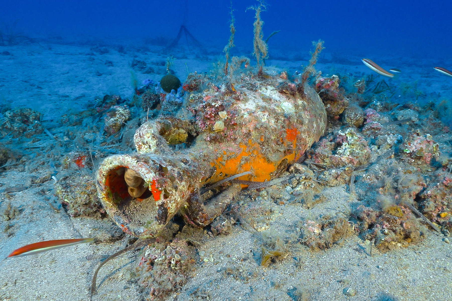 Les découvertes faites dans les fonds marins de l'île d'Elbe. Photo : Soprintendenza ABAP de Pise et Livourne