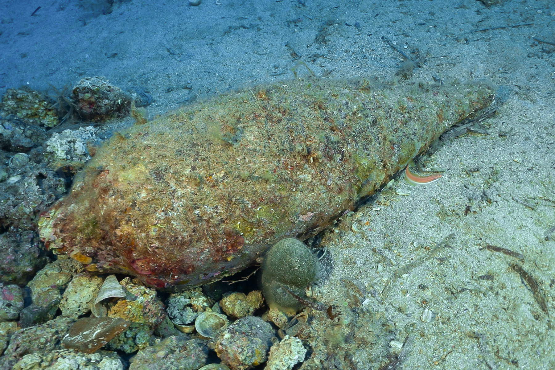 Les découvertes faites dans les fonds marins de l'île d'Elbe. Photo : Soprintendenza ABAP de Pise et Livourne
