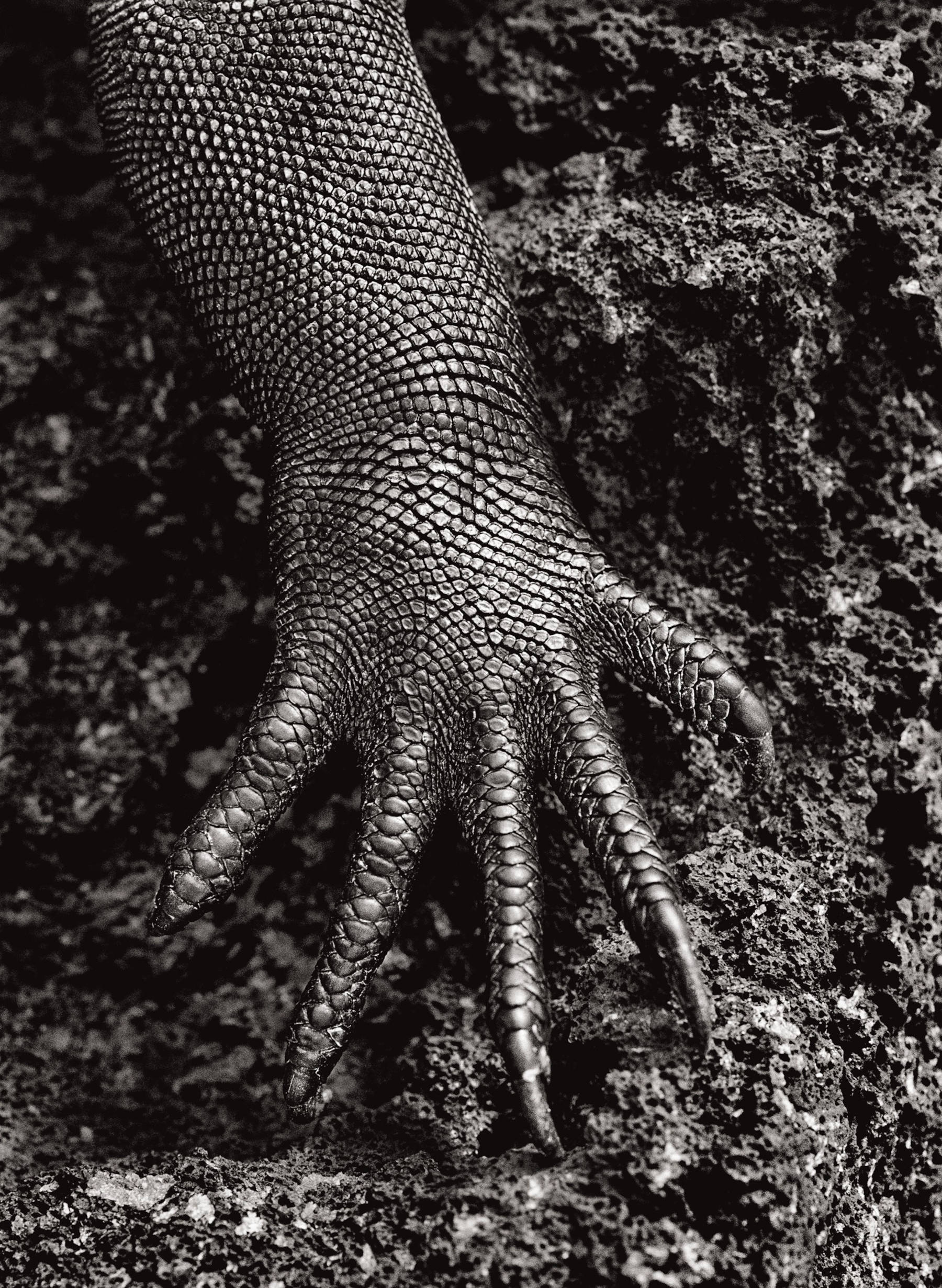 Sebasti&atilde;o Salgado, Marine Iguana, Gal&aacute;pagos, Ecuador (2004; Paris, Collection MEP. Gift of Sebasti&atilde;o Salgado and L&eacute;lia Wanick Salgado, 2018) &copy; Sebasti&atilde;o Salgado