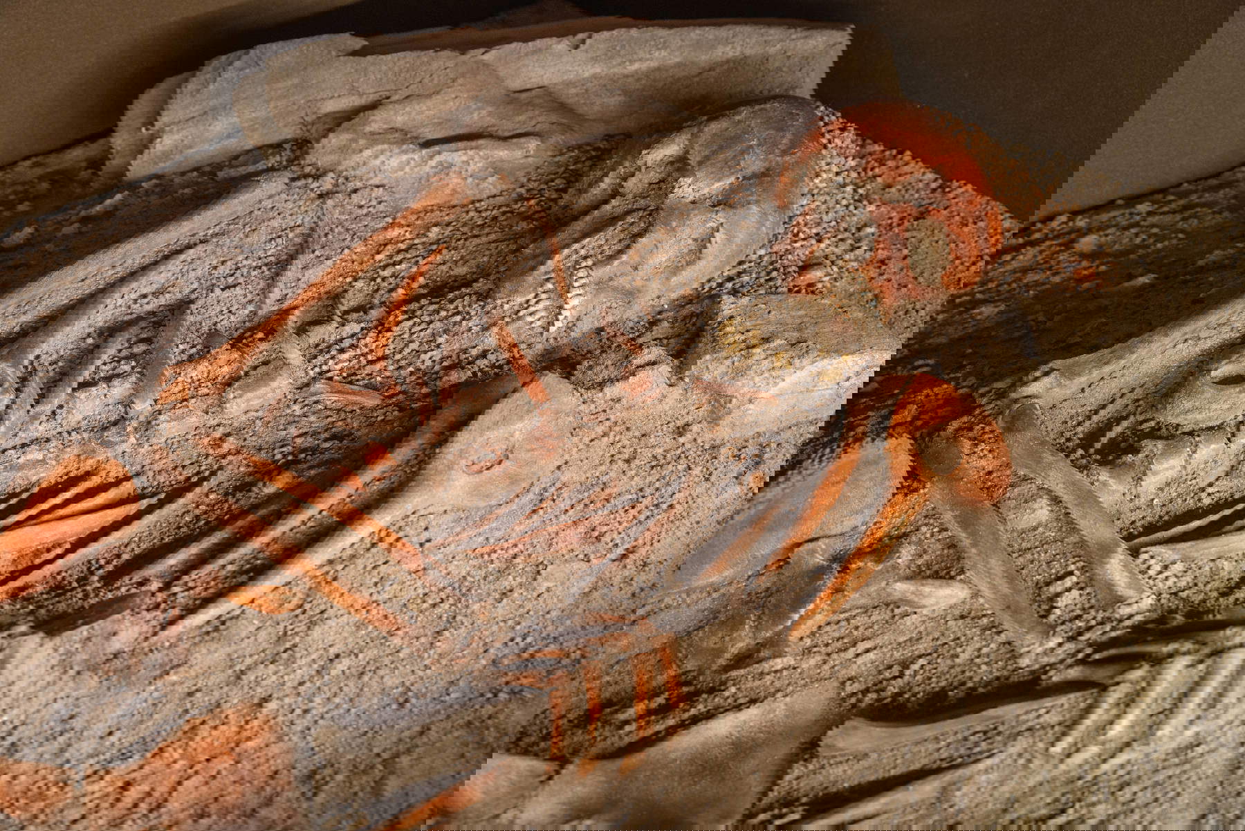 Sepoltura del Giovane Principe delle Arene Candide, Museo Archeologico del Finale. Crediti Fotografici: Archivio&nbsp;Finale&nbsp;Ligure | Studiowiki | Foto: Davide&nbsp;Busetto