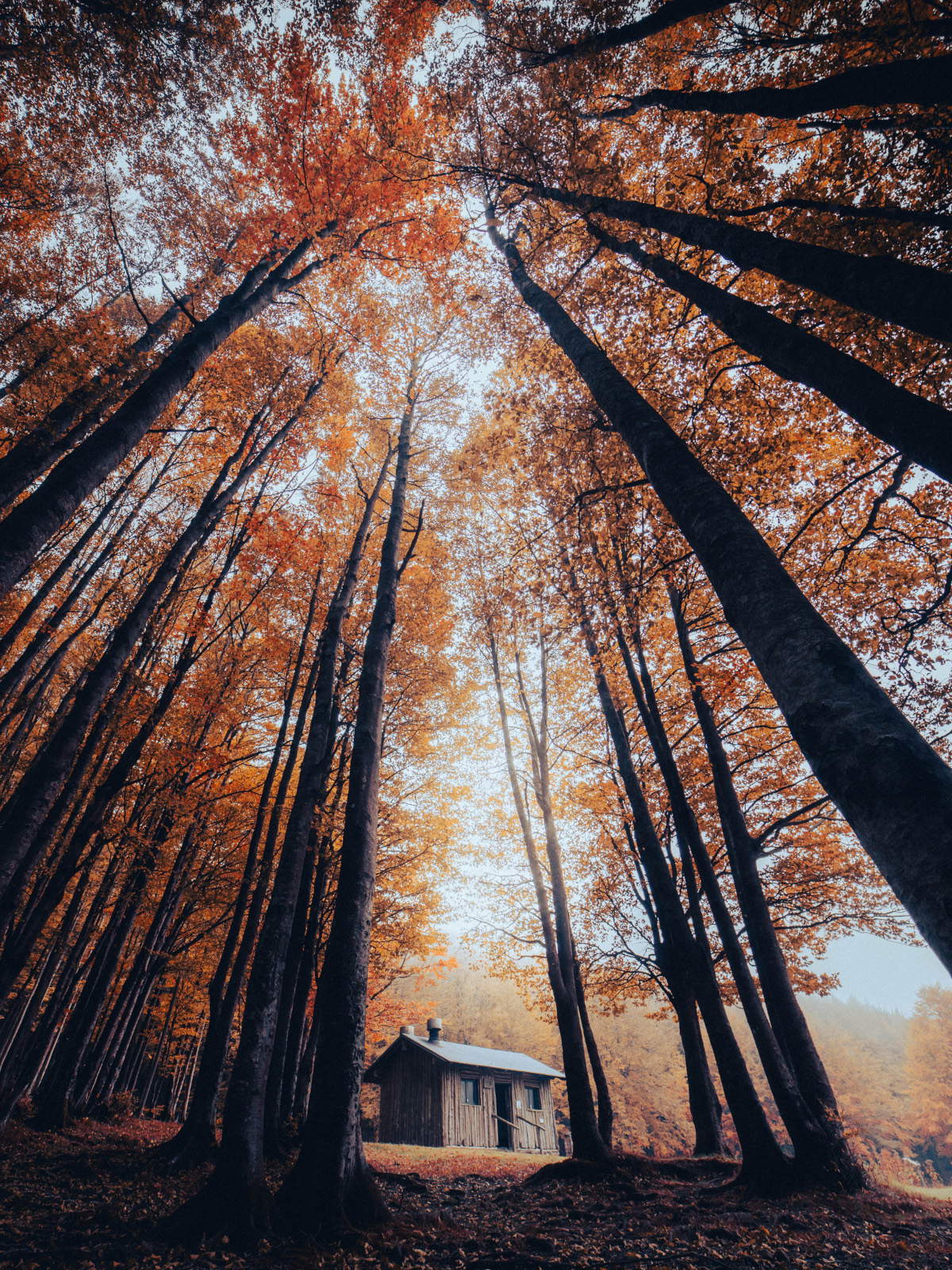 Marino Alessandrini, « Le refuge des géants de la forêt » (1er prix)