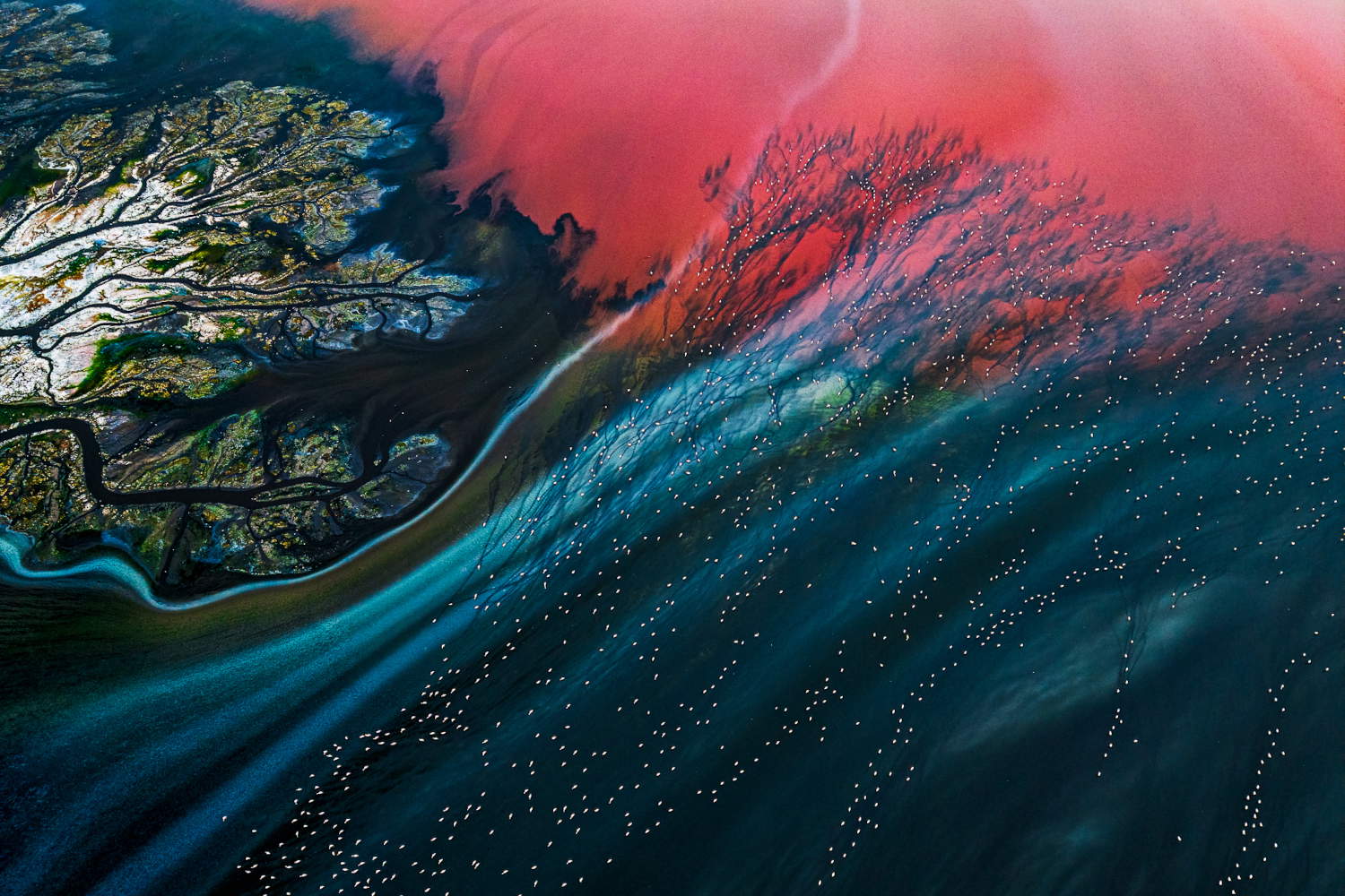Ali Azar, Flamingos Moving on Lake Maharlu @Siena Awards Photo Festival 2026
