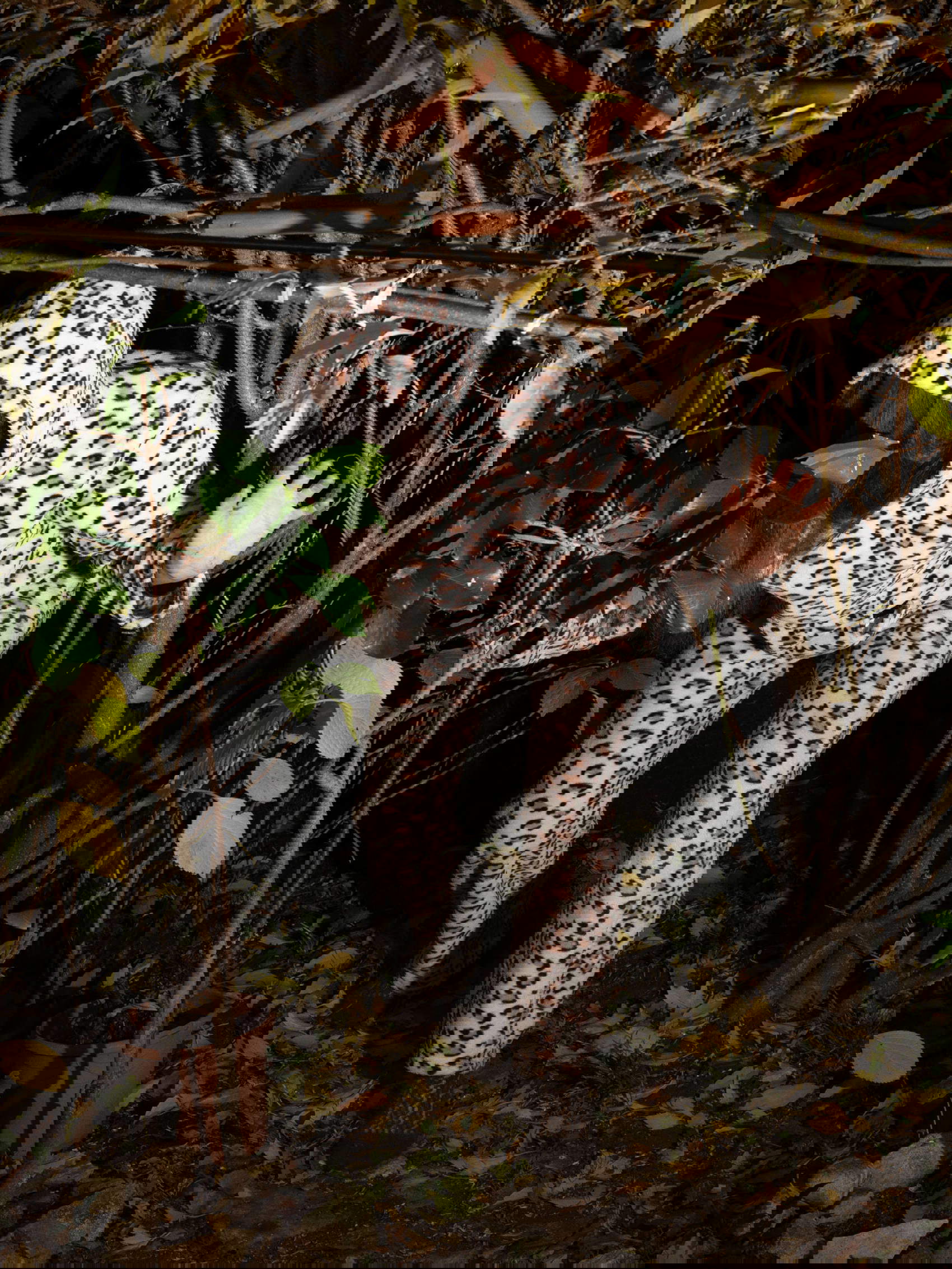 &copy; Susanna De Vido, When we go back to looking at the stars.