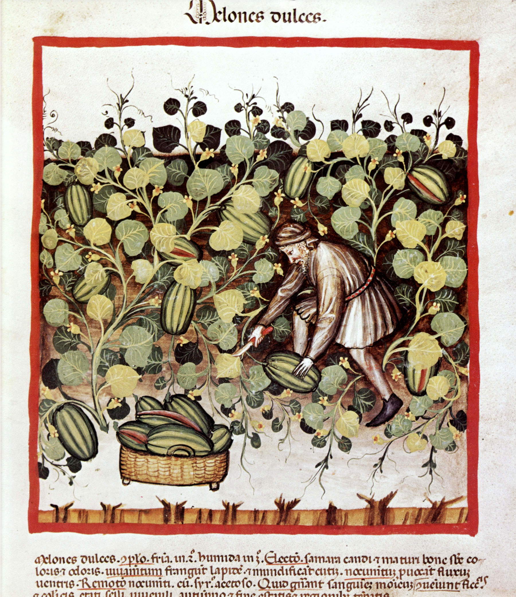 Tacuinum Sanitatis, Landmann bei der Melonenernte (Contadino durante la raccolta dei meloni) (1390 circa; manoscritto su pergamena; Vienna, &Ouml;sterreichische Nationalbibliothek)