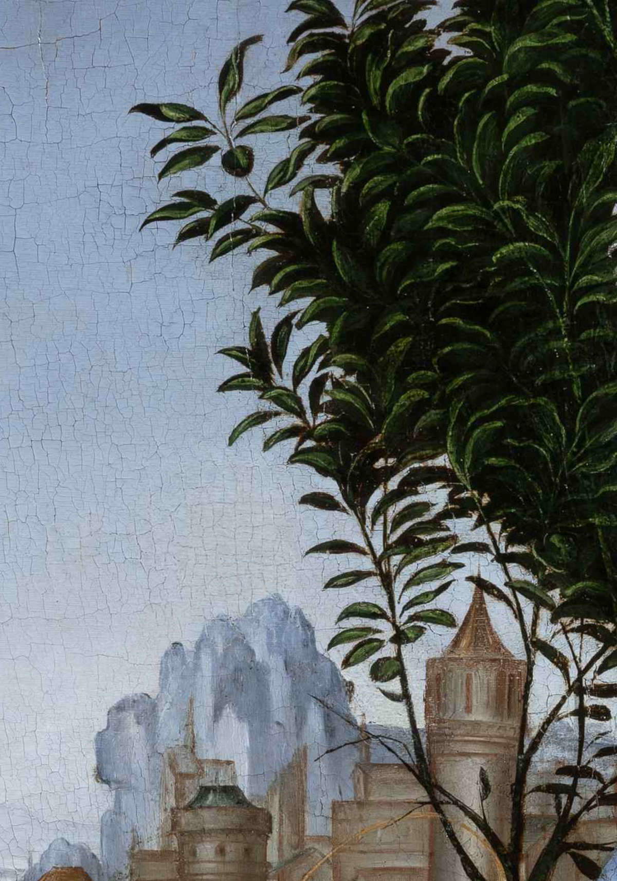 Dettaglio del cespuglio di alloro