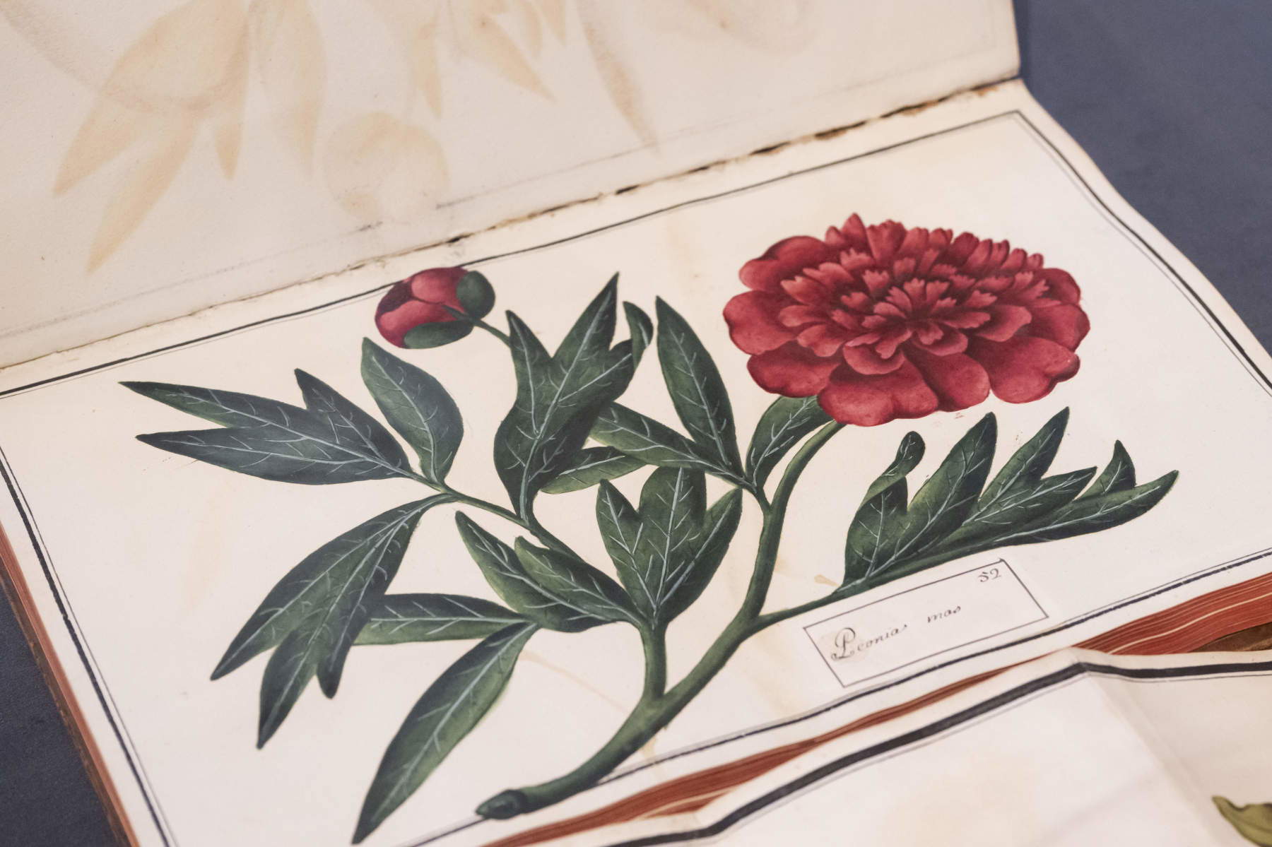 Blick auf die Ausstellung „Giardini. Die Kunst, die Natur im 18. Jahrhundert zu erleben“. Foto: Perottino