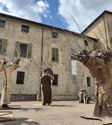 There is an artist who brings wounded trees back to life. His work is on display at Sala Baganza