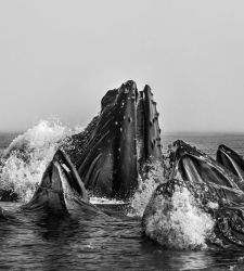 Brescia consacre une grande r&eacute;trospective &agrave; Cristina Mittermeier, avec plus de 80 photographies