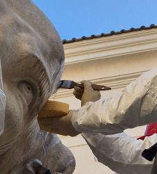 Minerva elephant, reattached damaged tusk and completed maintenance