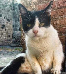 In Pompeji werden Katzen zu den Protagonisten eines … Fotobuchs!