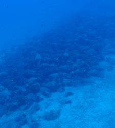 Greece: Ancient Shipwreck Containing Over 600 Trade Amphorae Discovered on Andros