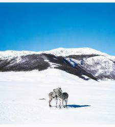 La relaci&oacute;n entre la fotograf&iacute;a y los cuerpos, los lugares, las superficies y las naturalezas muertas en una gran exposici&oacute;n entre Jesi y Senigallia