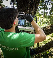 In the Sacred Wood of the Appia Antica, smart sensors monitor the health of historic trees