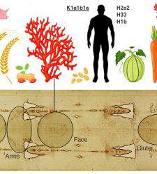 New Study on the Shroud's DNA: Biological Traces Accumulated Over the Centuries Have Been Reconstructed