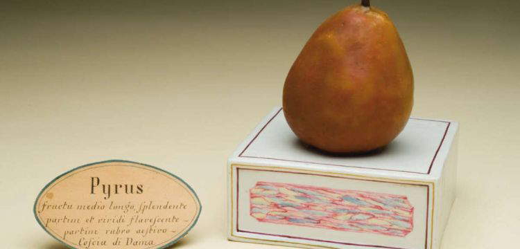 Les incroyables figures en cire v&eacute;g&eacute;tale de la Specola de Florence : les faux fruits qui ont &eacute;merveill&eacute; le monde
